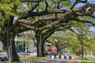Taiping, Malezya - 12 Şubat 2018: Eski ağaç uzun dallar boyunca Taiping Lake Gardens veya Taman Tasik, Malezya