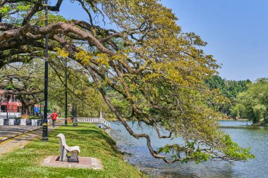 Taiping Lake Gardens veya Taman Tasik, Malezya boyunca uzun dallar ile eski ağaç