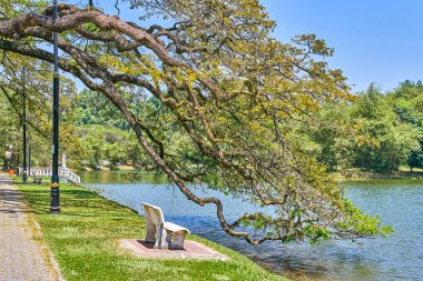 Taiping Lake Gardens veya Taman Tasik, Malezya boyunca uzun dallar ile eski ağaç