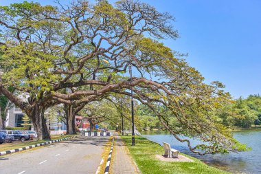 Taiping, Malezya - 12 Şubat 2018: Eski ağaç uzun dallar boyunca Taiping Lake Gardens veya Taman Tasik, Malezya