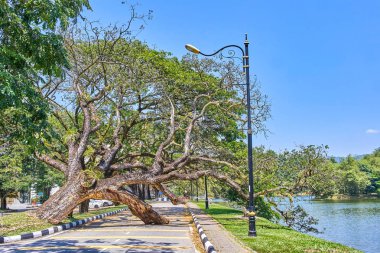 Taiping Lake Gardens veya Taman Tasik, Malezya boyunca uzun dallar ile eski düşmüş ağaç