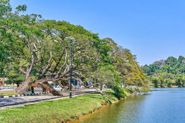 Taiping Lake Gardens veya Taman Tasik, Malezya boyunca uzun dallar ile eski ağaç