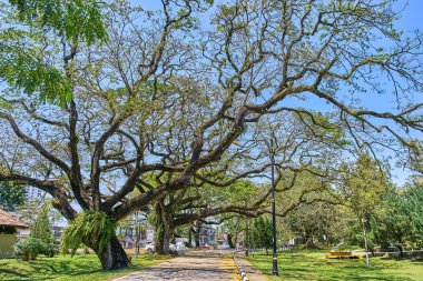 Taiping Lake Gardens veya Taman Tasik, Malezya boyunca uzun dallar ile eski ağaç