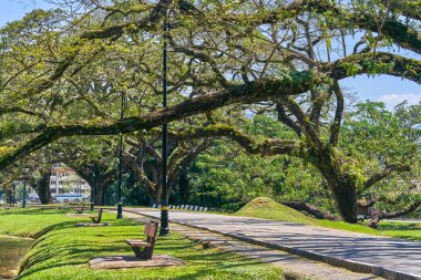 Taiping Lake Gardens veya Taman Tasik, Malezya boyunca uzun dallar ile eski ağaç