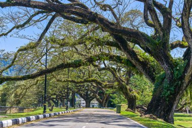 Taiping Lake Gardens veya Taman Tasik, Malezya boyunca uzun dallar ile eski ağaç