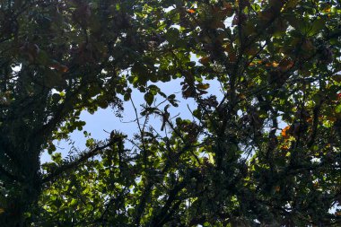 Malezya kartallar kuş ağacın tepesine şubesine oturuyor