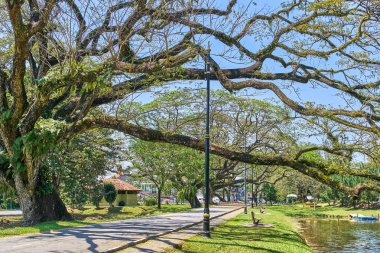 Taiping Lake Gardens veya Taman Tasik, Malezya boyunca uzun dallar ile eski ağaç