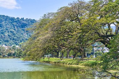 Güzel Taiping Lake Gardens veya Taman Tasik, Malezya