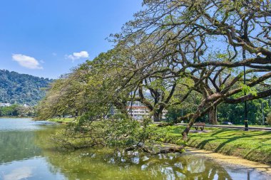 Güzel Taiping Lake Gardens veya Taman Tasik, Malezya