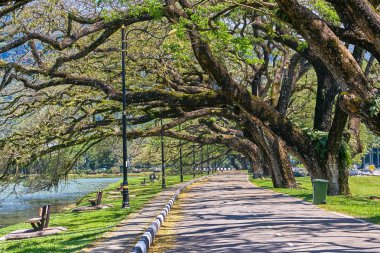 Taiping Lake Gardens veya Taman Tasik, Malezya boyunca uzun dallar ile eski ağaç
