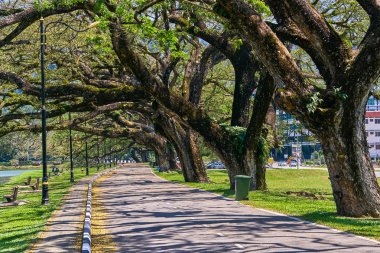 Taiping Lake Gardens veya Taman Tasik, Malezya boyunca uzun dallar ile eski ağaç