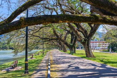 Taiping Lake Gardens veya Taman Tasik, Malezya boyunca uzun dallar ile eski ağaç