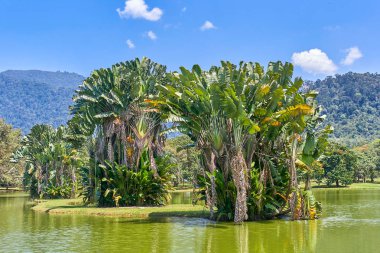 Güzel Taiping Lake Gardens veya Taman Tasik, Malezya