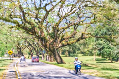 Eski ağaç uzun dallar ile bulanıklık etkisi boyunca Taiping Lake Gardens road veya Taman Tasik, Malezya