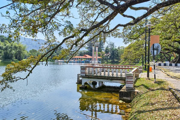 Taiping Lake Gardens veya Taman Tasik, Malezya boyunca uzun dallar ile eski ağaç