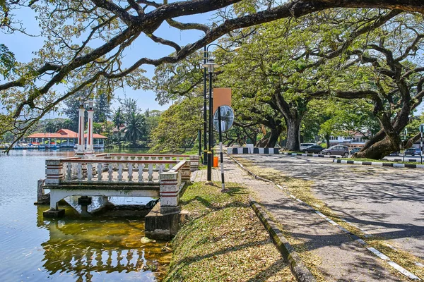 Taiping Lake Gardens veya Taman Tasik, Malezya boyunca uzun dallar ile eski ağaç