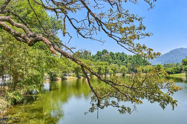 stock image Old tree with long branches along Taiping Lake Gardens or Taman Tasik, Malaysia