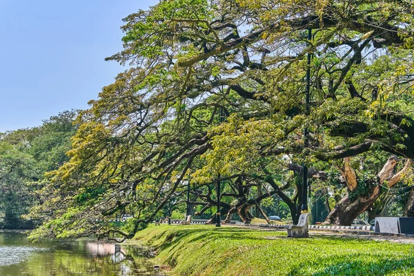Taiping Lake Gardens veya Taman Tasik, Malezya boyunca uzun dallar ile eski ağaç