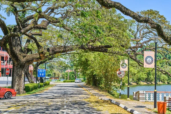 Taiping, Malezya - 12 Şubat 2018: Eski ağaç uzun dallar boyunca Taiping Lake Gardens veya Taman Tasik, Malezya