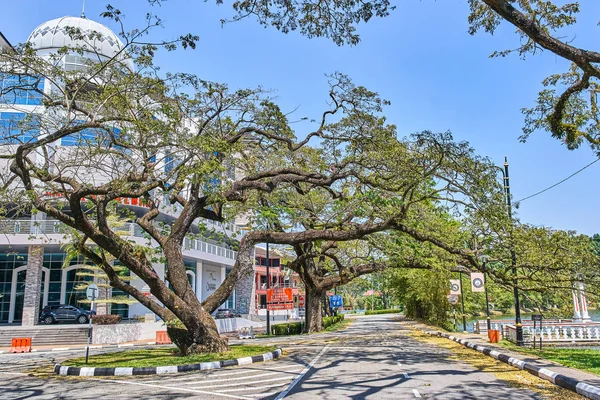 Taiping, Malezya - 12 Şubat 2018: Eski ağaç uzun dallar boyunca Taiping Lake Gardens veya Taman Tasik, Malezya