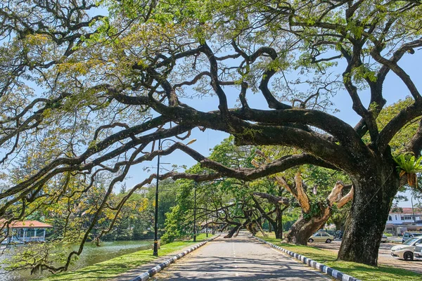 Taiping Lake Gardens veya Taman Tasik, Malezya boyunca uzun dallar ile eski ağaç