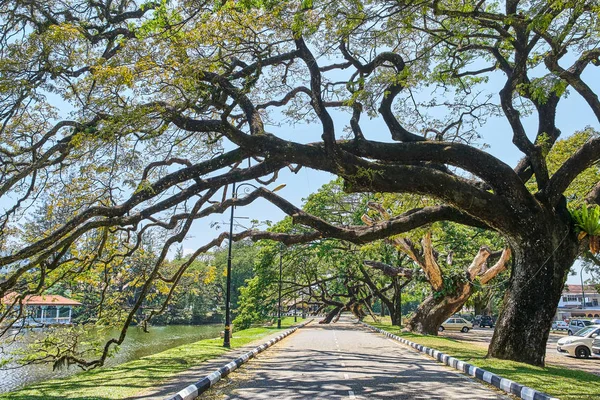 Taiping Lake Gardens veya Taman Tasik, Malezya boyunca uzun dallar ile eski ağaç