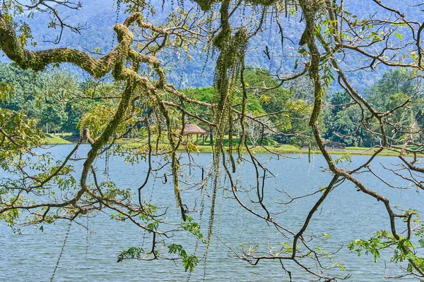 Taiping Lake Gardens veya Taman Tasik, Malezya boyunca uzun dallar ile eski ağaç