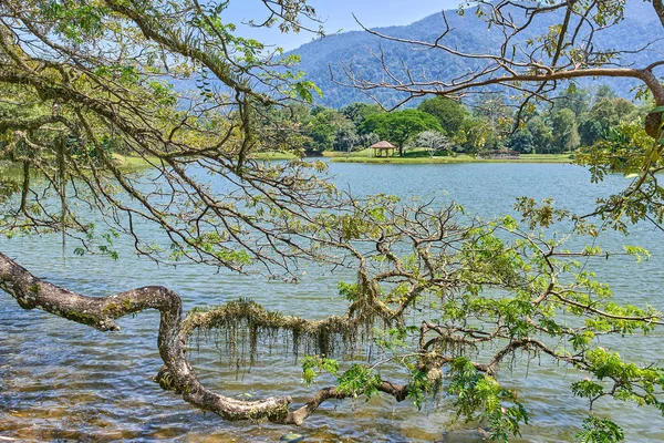 Alter Baum Mit Langen Ästen Entlang Taiping Lake Gärten Oder — Stockfoto