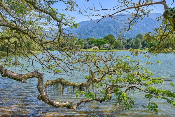 Taiping Lake Gardens veya Taman Tasik, Malezya boyunca uzun dallar ile eski ağaç