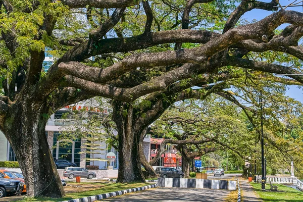Taiping, Malezya - 12 Şubat 2018: Eski ağaç uzun dallar boyunca Taiping Lake Gardens veya Taman Tasik, Malezya