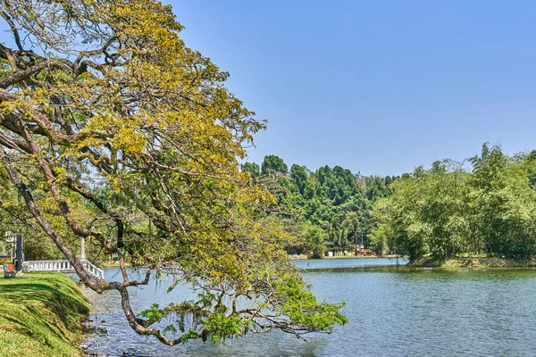Taiping Lake Gardens veya Taman Tasik, Malezya boyunca uzun dallar ile eski ağaç
