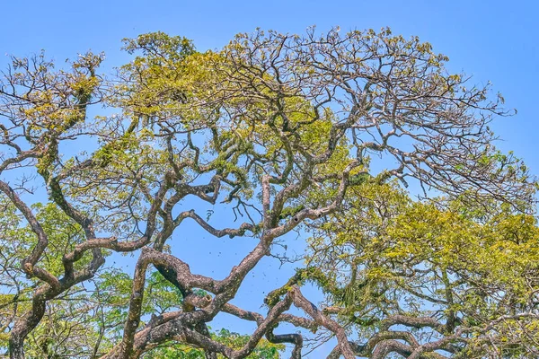 Mavi Gökyüzü Güzel Ağaç Dallarında — Stok fotoğraf