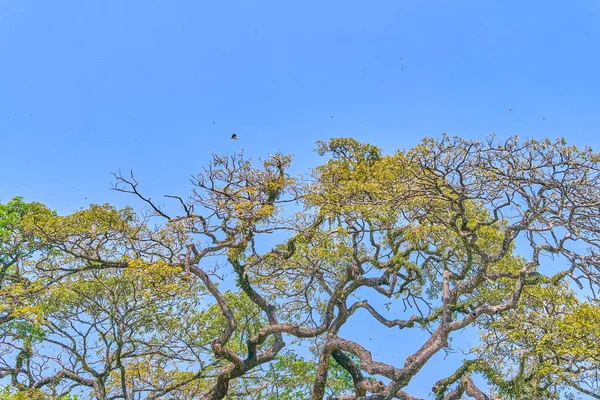 Hermosas Ramas Árboles Cielo Azul — Foto de Stock