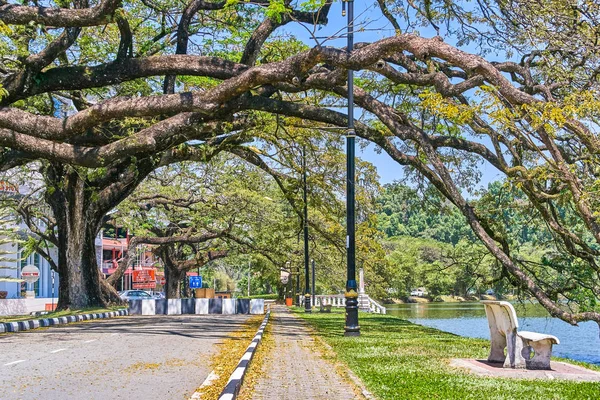 Taiping, Malezya - 12 Şubat 2018: Eski ağaç uzun dallar boyunca Taiping Lake Gardens veya Taman Tasik, Malezya