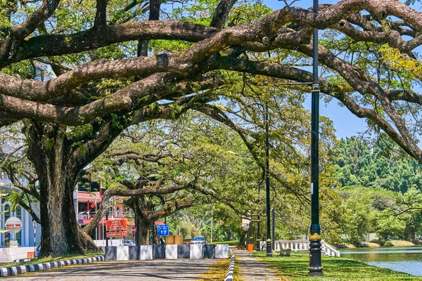 Taiping, Malezya - 12 Şubat 2018: Eski ağaç uzun dallar boyunca Taiping Lake Gardens veya Taman Tasik, Malezya