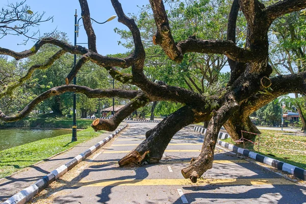 Taiping Lake Gardens veya Taman Tasik, Malezya boyunca uzun dallar ile eski düşmüş ağaç