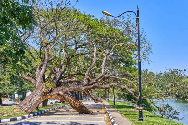 Taiping Lake Gardens veya Taman Tasik, Malezya boyunca uzun dallar ile eski düşmüş ağaç