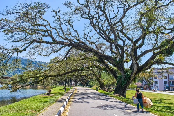 Taiping Lake Gardens veya Taman Tasik, Malezya boyunca uzun dallar ile eski ağaç