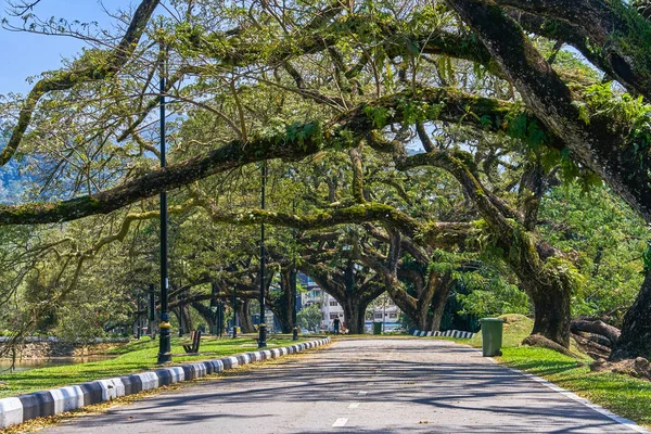 Taiping Lake Gardens veya Taman Tasik, Malezya boyunca uzun dallar ile eski ağaç