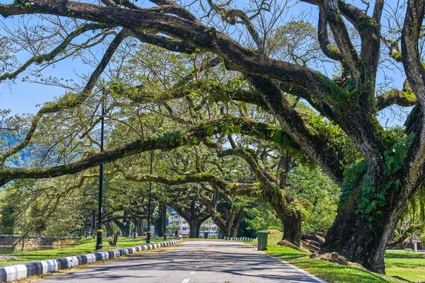 Taiping Lake Gardens veya Taman Tasik, Malezya boyunca uzun dallar ile eski ağaç