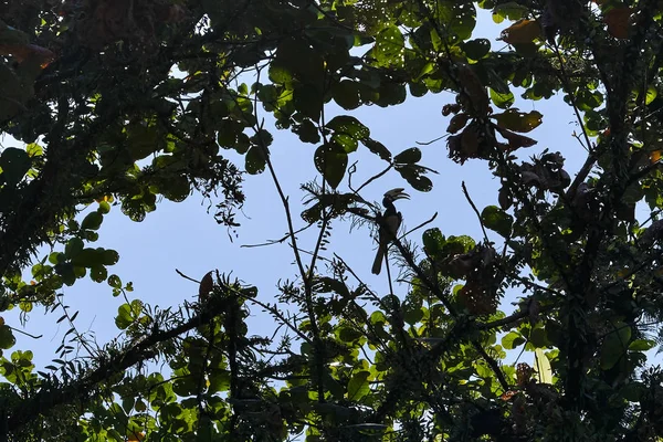 Малазийская Птица Хорнбилл Сидит Ветке Вершине Дерева — стоковое фото