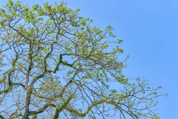 Vackra Trädgrenar Den Blå Himlen — Stockfoto