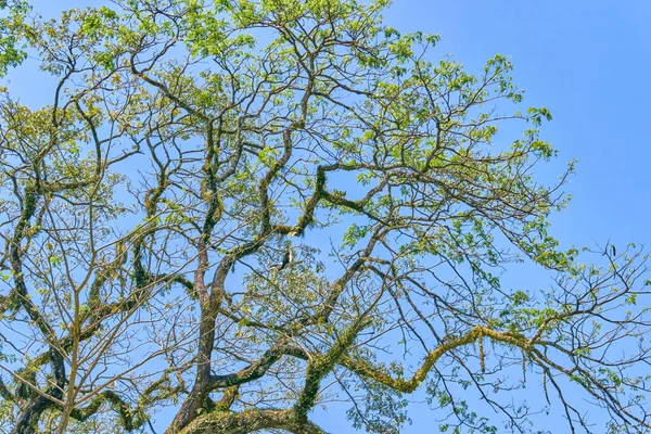 Vackra Trädgrenar Den Blå Himlen — Stockfoto