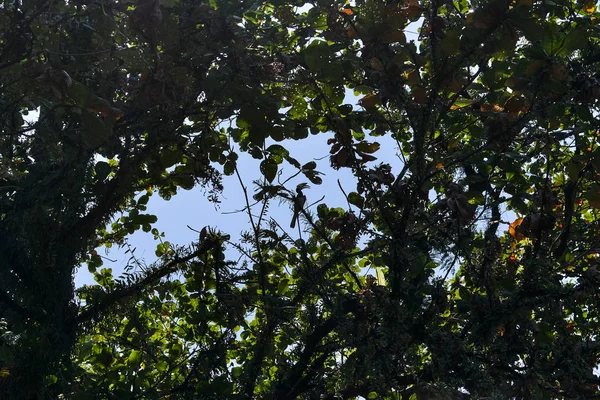 Pájaro Carey Malayo Está Sentado Rama Parte Superior Del Árbol — Foto de Stock