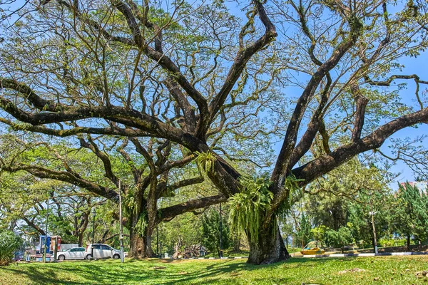 Árbol Viejo Con Ramas Largas Largo Taiping Lake Gardens Taman —  Fotos de Stock