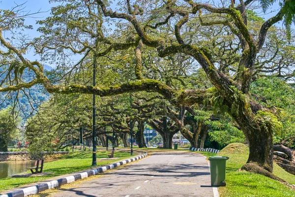 Taiping Lake Gardens veya Taman Tasik, Malezya boyunca uzun dallar ile eski ağaç