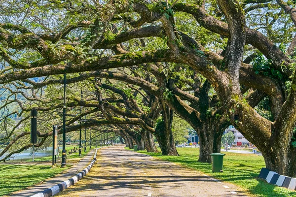 Taiping Lake Gardens veya Taman Tasik, Malezya boyunca uzun dallar ile eski ağaç