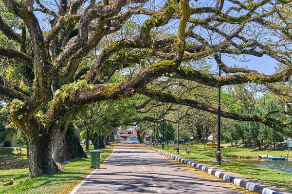 Taiping Lake Gardens veya Taman Tasik, Malezya boyunca uzun dallar ile eski ağaç