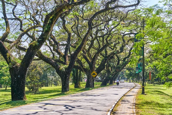 Taiping Lake Gardens road veya Taman Tasik, Malezya boyunca uzun dallar ile eski ağaç