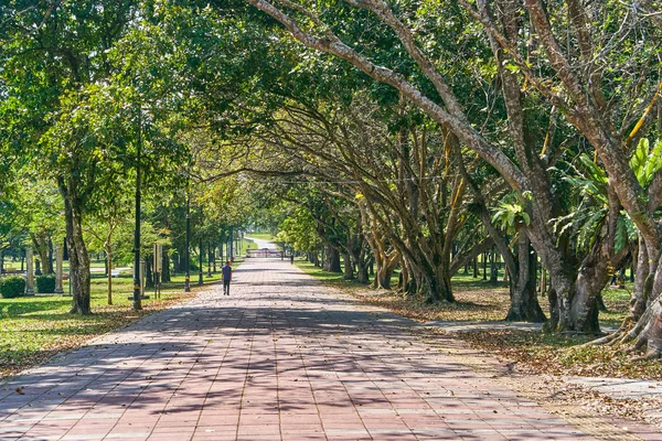 Taiping Lake Gardens veya Taman Tasik, Malezya boyunca uzun dallar ile eski ağaç